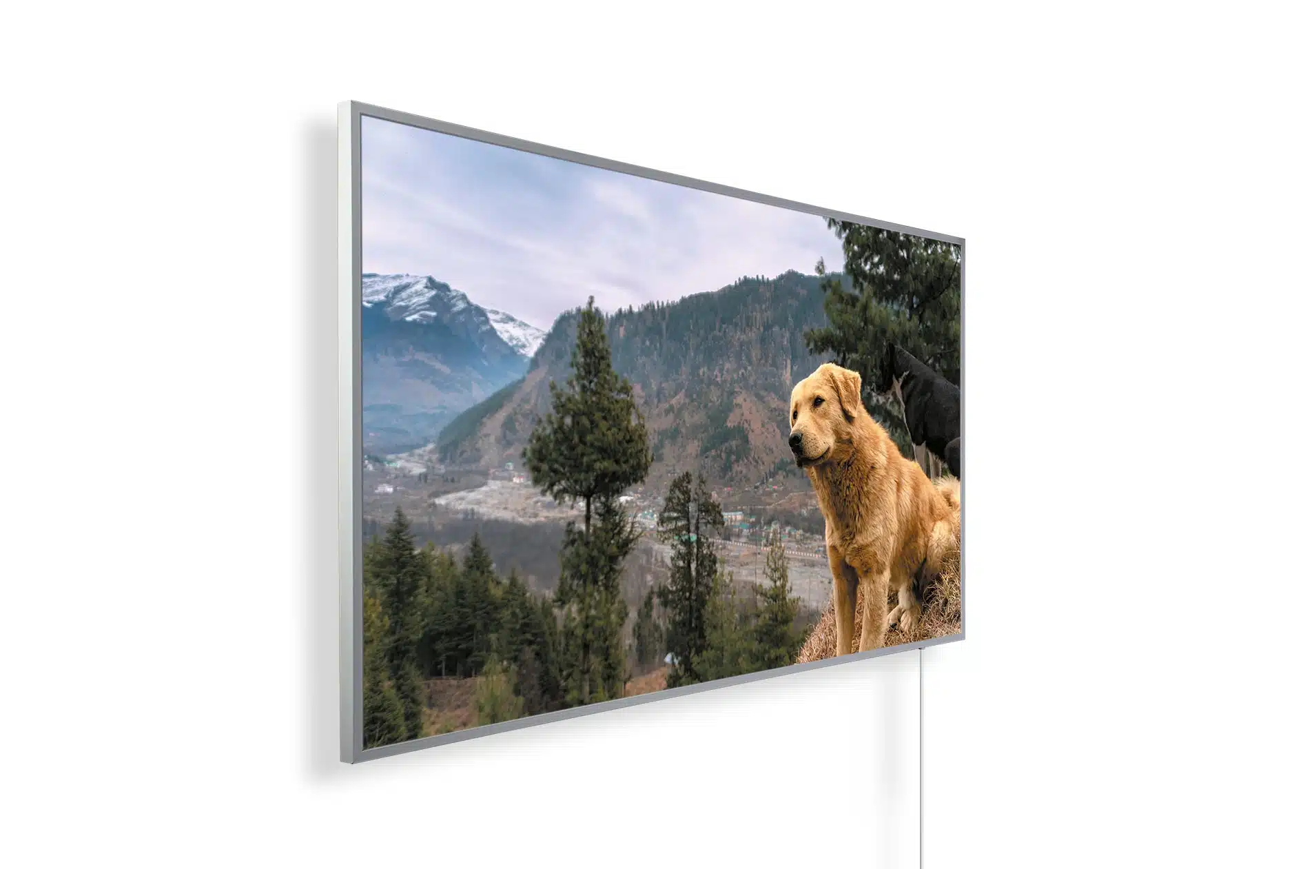Dogs in Manali - India 2