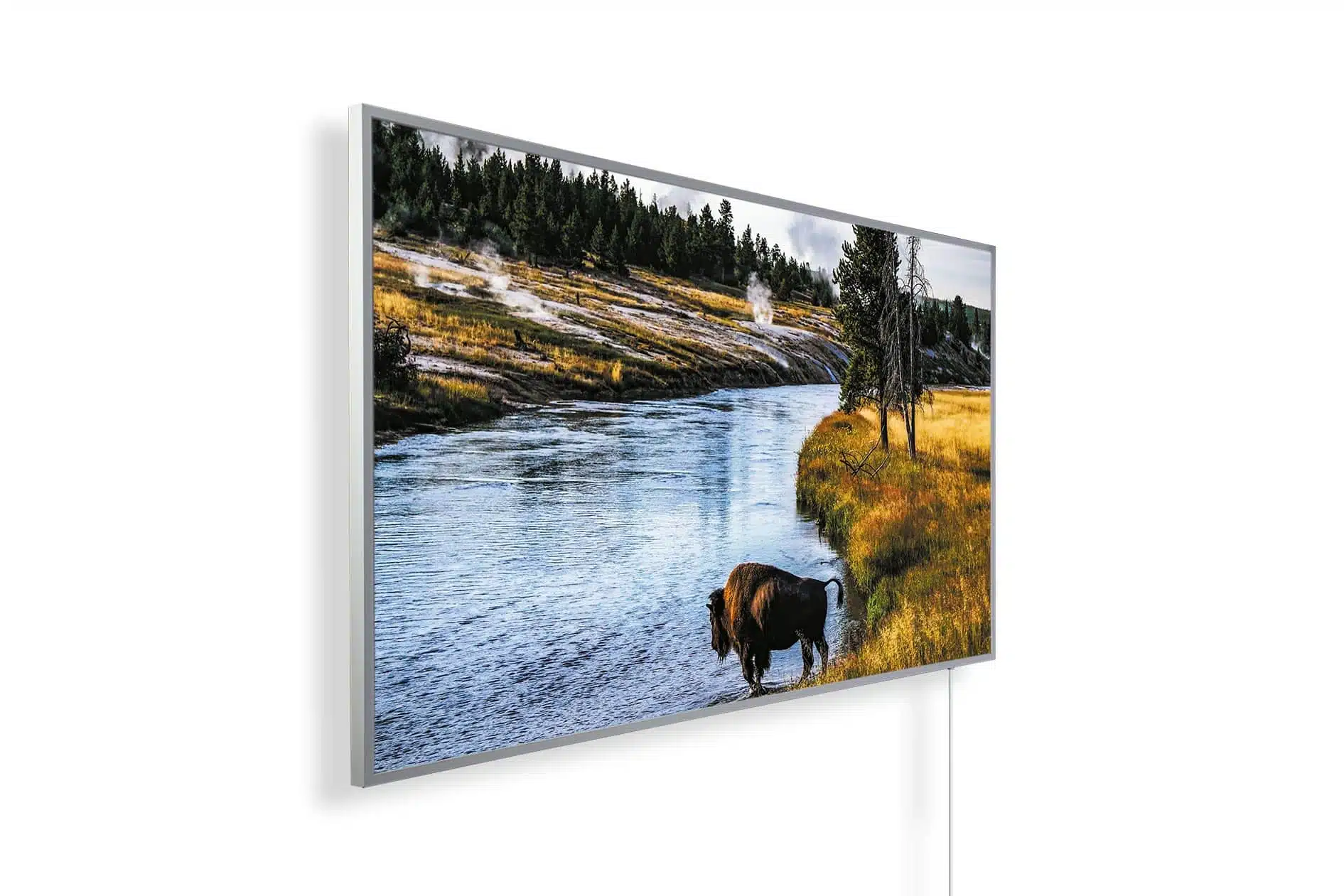 Buffalo in Bealey - New Zealand