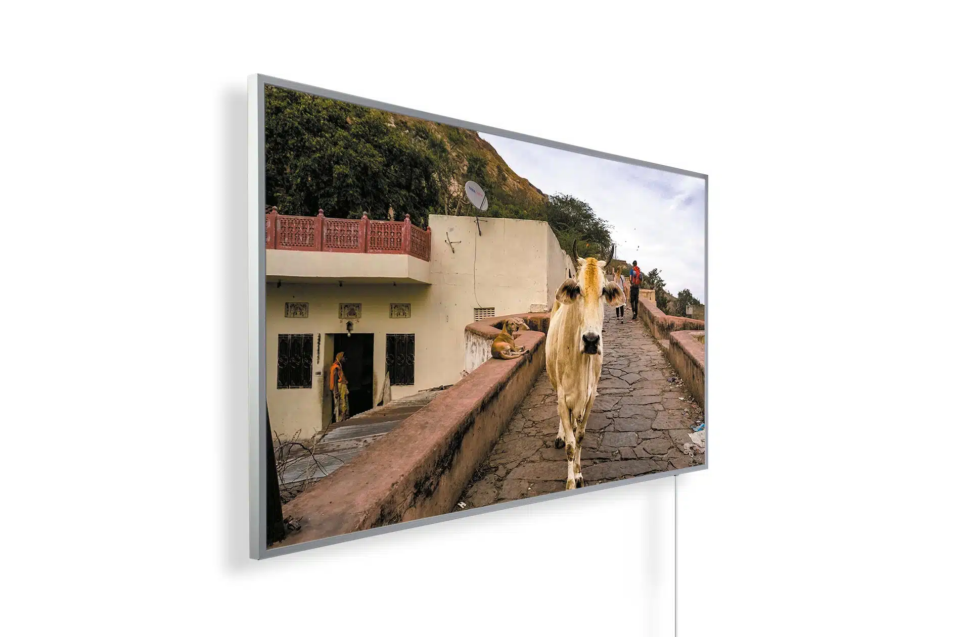 Cow from Jaipur - India